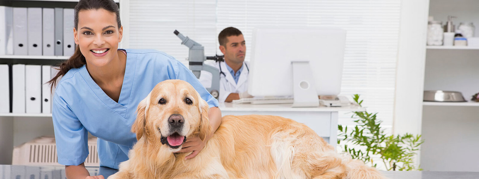 Veterinary Assistant